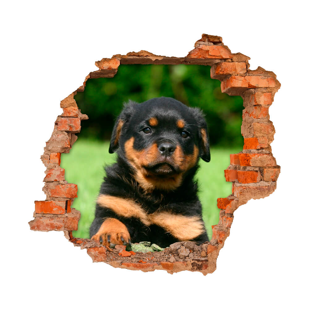 3D KITÖRT FAL FALMATRICA ROTTWEILER